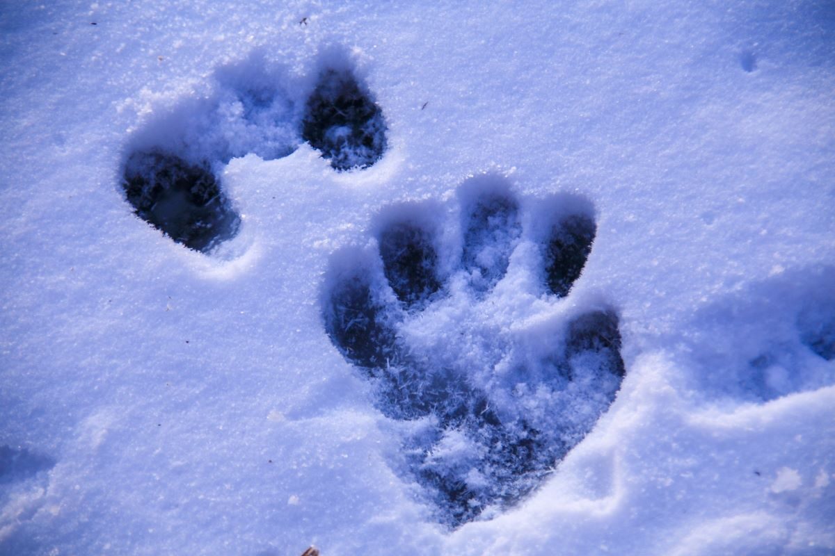 Brown bear footprints winter