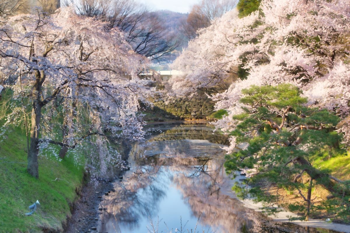 Flowering Ueda Castle