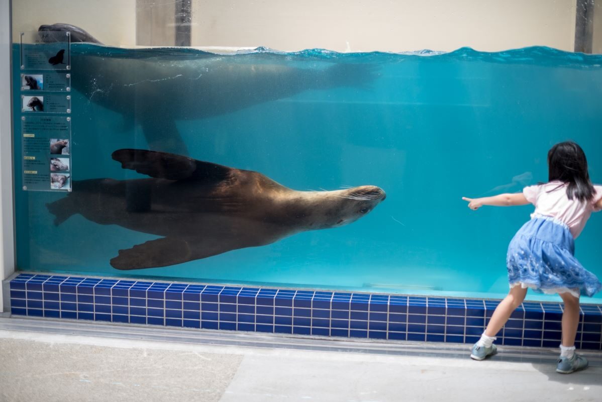 Interacting with a Sea Lion at Toba Aquarium