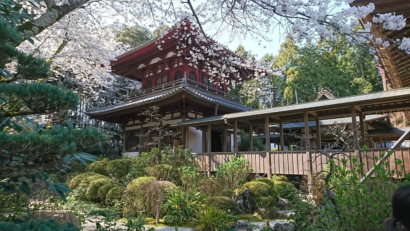 Ryotanji Temple During Cherry Blossom Season