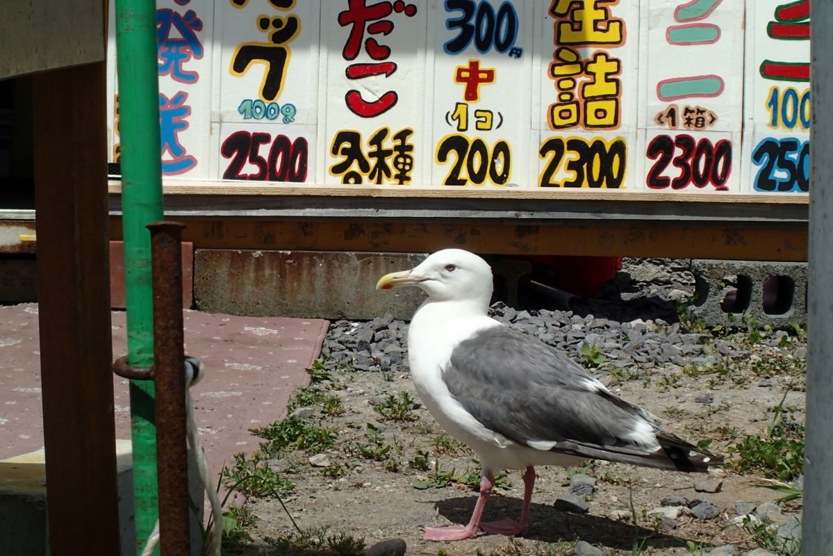 seagulls-on-teuri-island