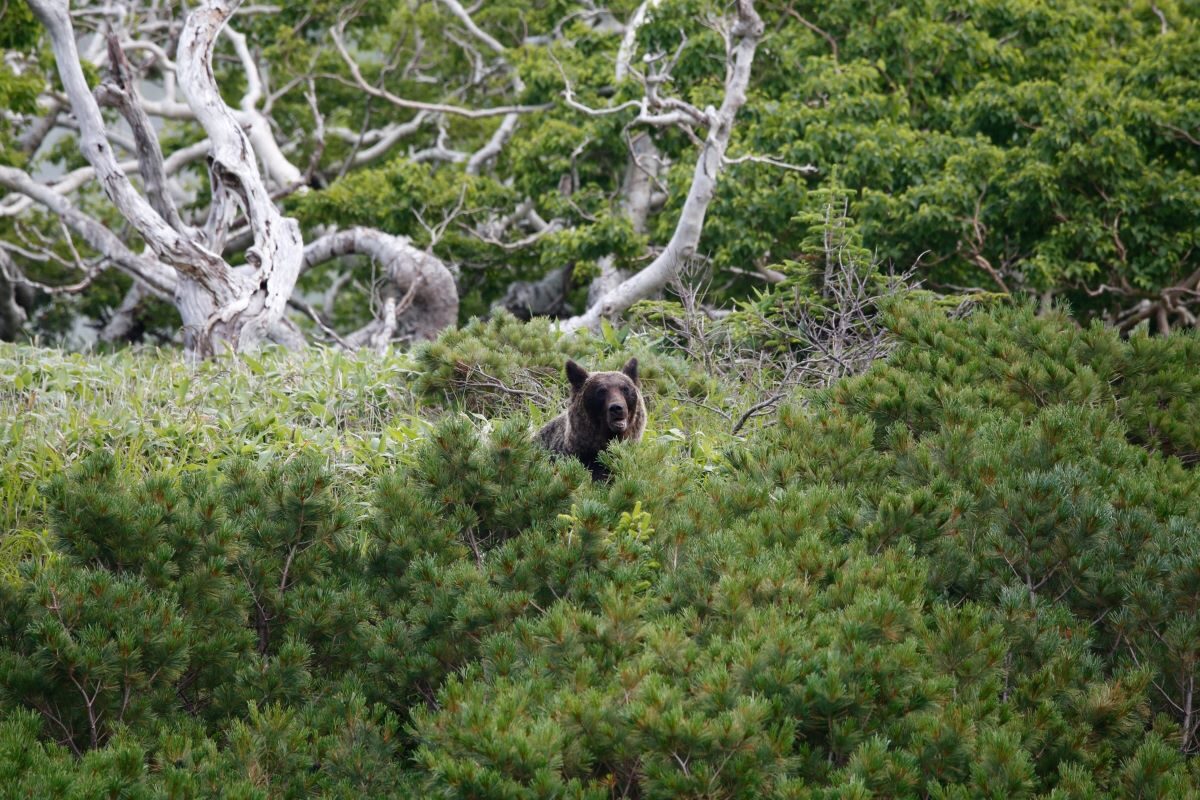 Shiretoko brown bear