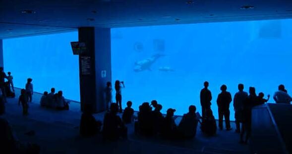 creatures_in_different_environments_nagoya_aquarium