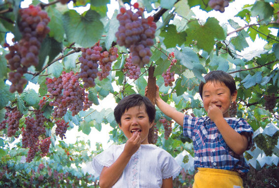 grape_picking