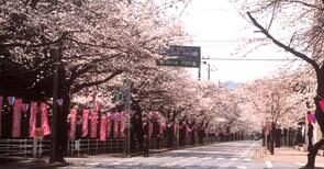 ohira_cherry_blossom_festival_at_ohira_sports_park