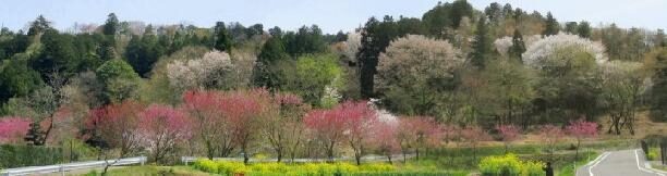 oogaki_hanayama_botanical_garden_and_horticulture_tsuga-machi_tochigi_city