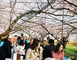 peach_flower_blossom_festival