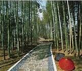 shuzenji_bamboo_groves