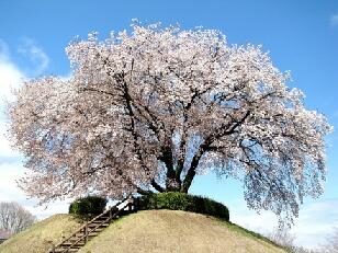 tsuga_town_tsuga-machi_cherry_blossom_tochigi_city